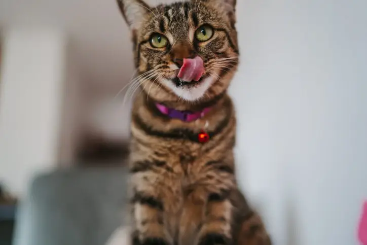 can a cat eat chocolate