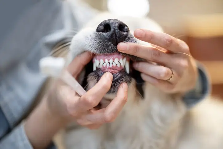 pet dental care boynton beach