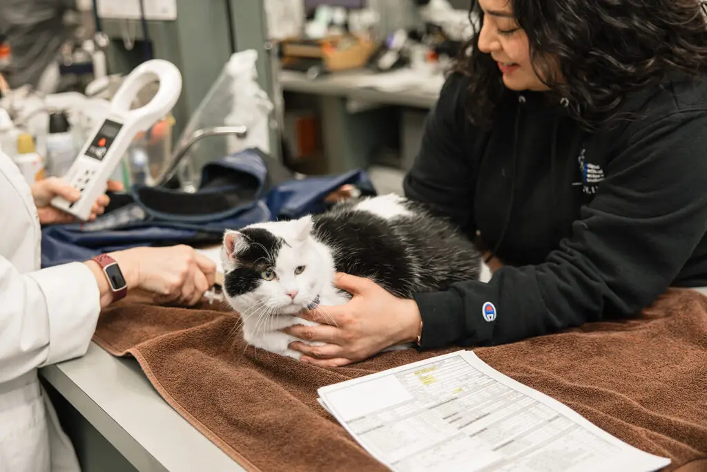 A black and white cat on the exam table at Animal Medical Centers of Loudoun in Brambleton, VA.