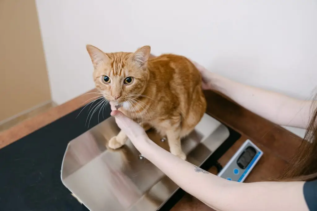 Orange tabby cat being weighed on a digital scale during a veterinary exam