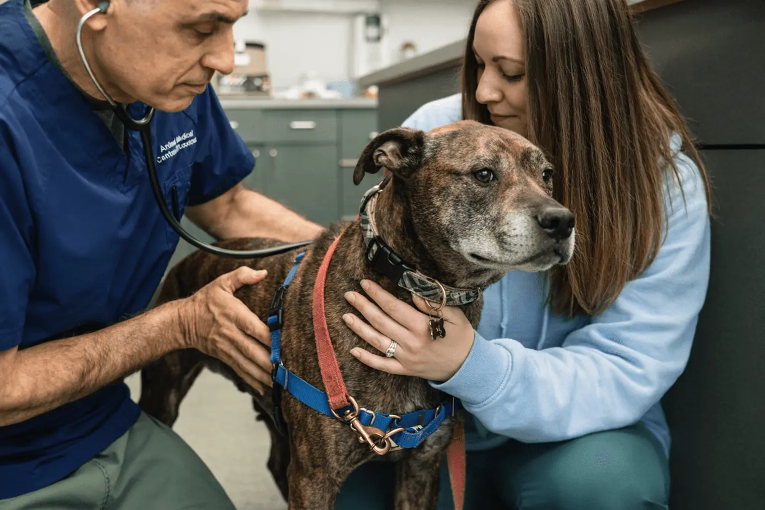 Dog being examined by a veterinarian at Animal Medical Centers of Loudoun - Ashburn Farms.
