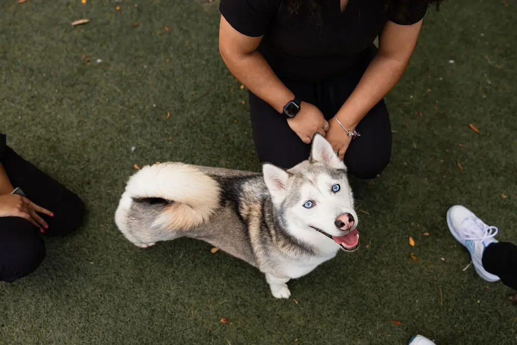 Siberian husky interacting with veterinary staff during outdoor enrichment time at an animal hospital