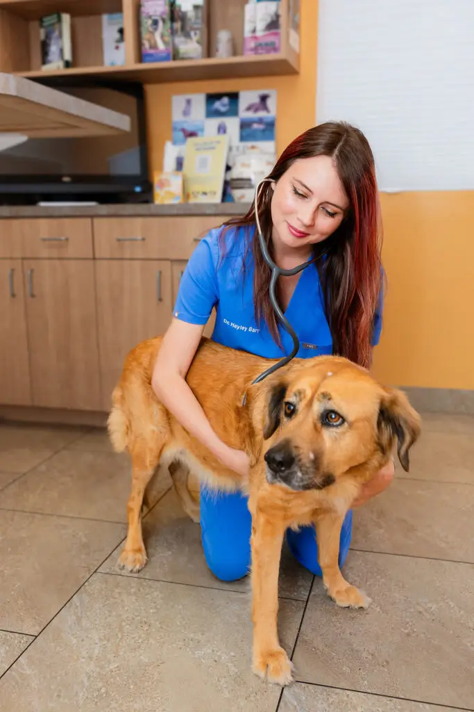 Veterinarian in blue scrubs listening to a medium-size brown dog’s chest with a stethoscope during an exam at Colonial Animal Hospital.