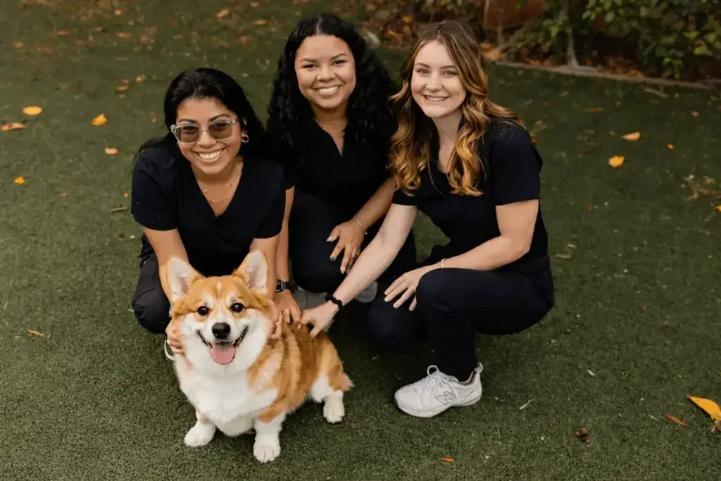 Three veterinary staff members in black scrubs kneel on outdoor turf smiling while petting a happy tan and white corgi at an animal hospital.