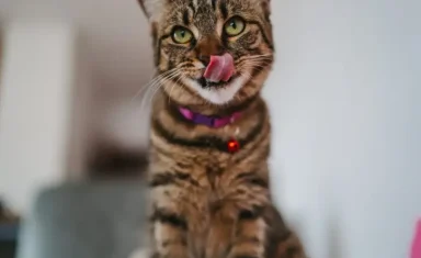 can a cat eat chocolate