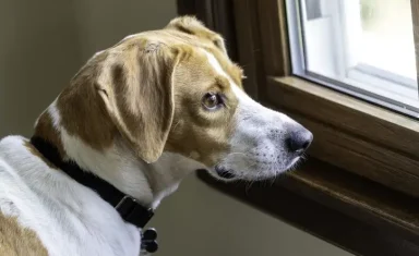 dog separation anxiety boynton beach