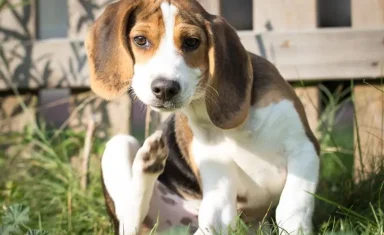 fleas on dogs boynton beach lf