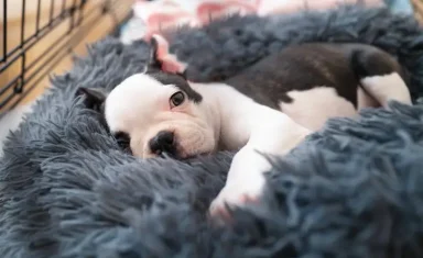 pet relaxing at puppy boarding in boyton beach, fl