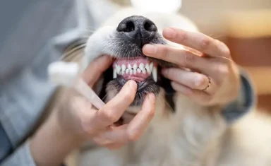 pet dental care boynton beach